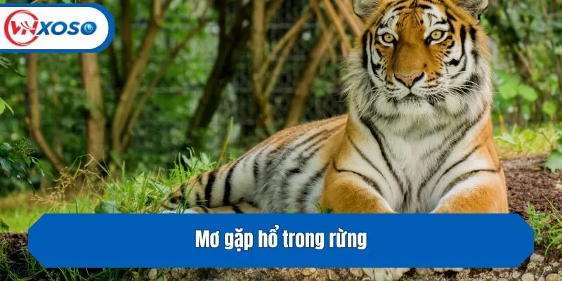 Mơ gặp hổ trong rừng