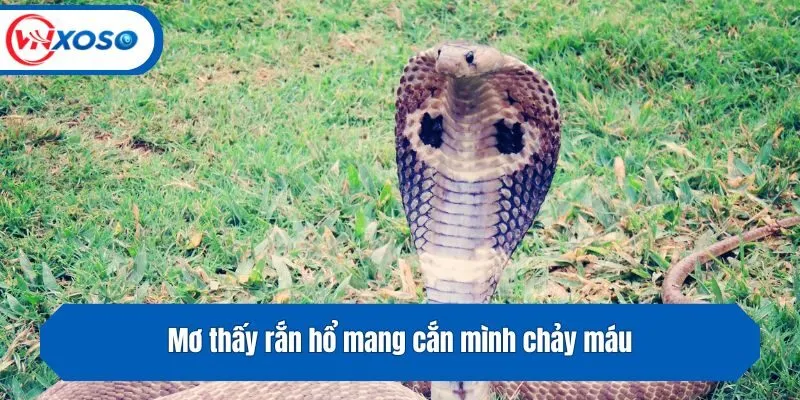 Mơ thấy rắn hổ mang cắn mình chảy máu